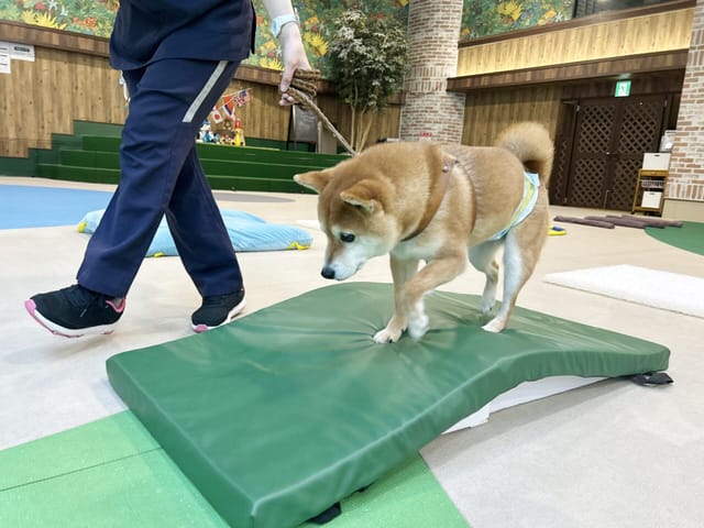 シニア犬さんたちでまったり「ひなたぼっこ会特別Ver.ミニ運動会」