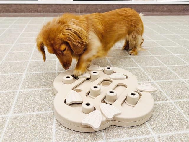 ※事前予約枠満枠※知育パズル体験会