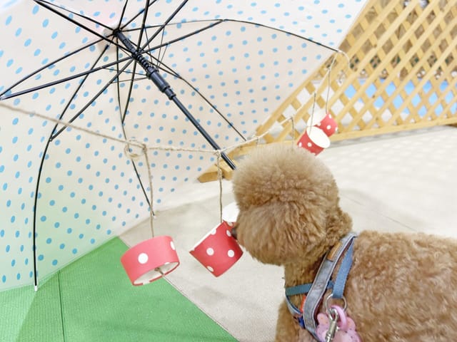 “雨”に関する社会化トレーニング!