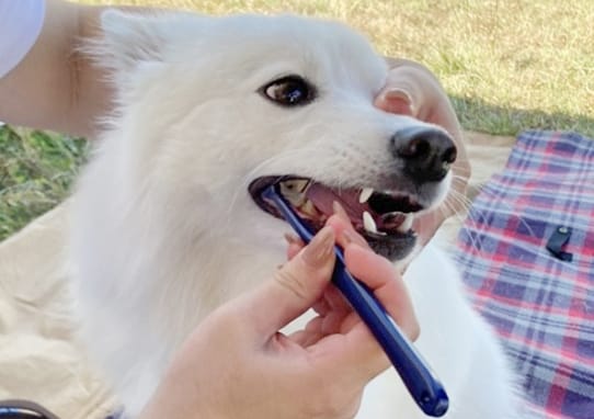 歯科衛生士メソッドhamigaki.dogによる歯磨きレッスン