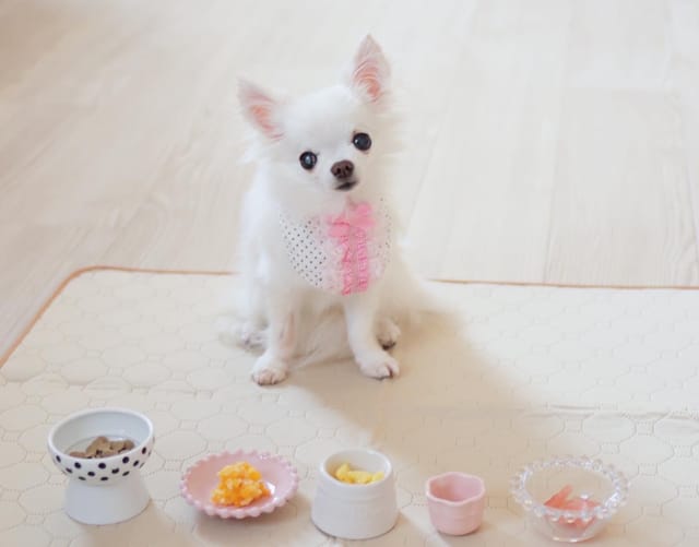 食事療法インストラクター 臼田先生による”ワンちゃんのごはん”相談会